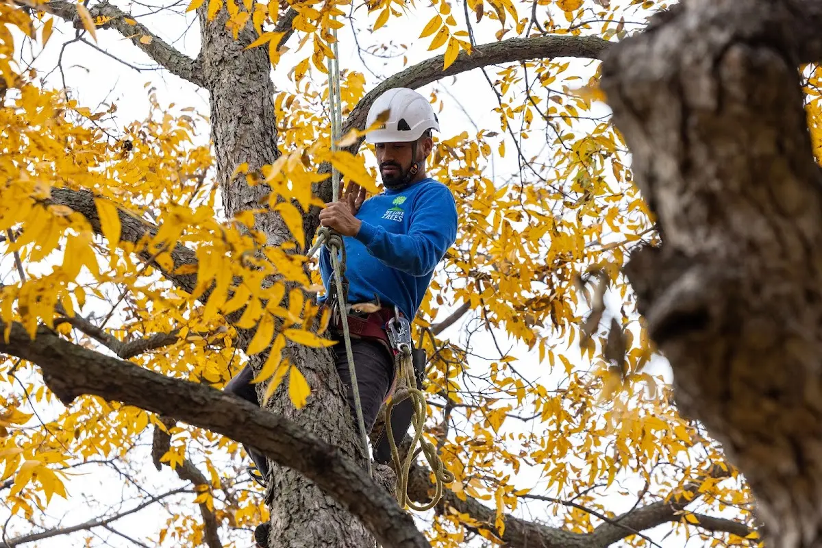 Skilled Emergency Tree Service crew working in Allen